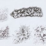 Studies of plants